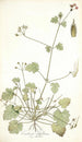 Erodium ribifolium - Nikolaus Joseph Freiherr von Jacquin — vista dell’opera