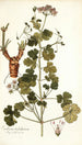 Erodium trilobatum - Nikolaus Joseph Freiherr von Jacquin — vista dell’opera