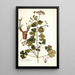 Erodium trilobatum - Nikolaus Joseph Freiherr von Jacquin — quadro incorniciato alla parete