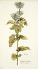 Eryngium alpinum - Nikolaus Joseph Freiherr von Jacquin — vista dell’opera