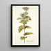 Eryngium alpinum - Nikolaus Joseph Freiherr von Jacquin — quadro incorniciato alla parete