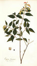 Eugenia baruensis - Nikolaus Joseph Freiherr von Jacquin — vista dell’opera