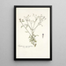 Eupatorium myosotifolium - Nikolaus Joseph Freiherr von Jacquin — quadro incorniciato alla parete
