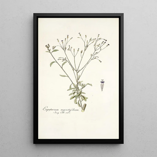 Nikolaus Joseph Freiherr von Jacquin - Eupatorium myosotifolium.webp