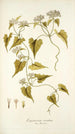 Eupatorium scandens - Nikolaus Joseph Freiherr von Jacquin — vista dell’opera