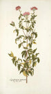 Eupatorium syriacum - Nikolaus Joseph Freiherr von Jacquin — vista dell’opera