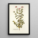 Eupatorium syriacum - Nikolaus Joseph Freiherr von Jacquin — quadro incorniciato alla parete