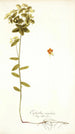 Euphorbia angulata - Nikolaus Joseph Freiherr von Jacquin — vista dell’opera