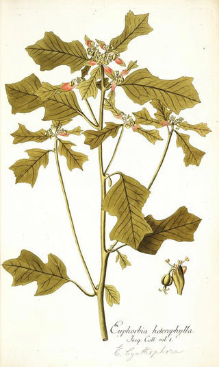 Nikolaus Joseph Freiherr von Jacquin - Euphorbia cyathophora.webp