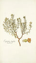 Euphorbia linifolia - Nikolaus Joseph Freiherr von Jacquin — vista dell’opera