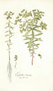 Euphorbia literata - Nikolaus Joseph Freiherr von Jacquin — vista dell’opera