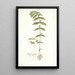 Euphorbia pilulifera - Nikolaus Joseph Freiherr von Jacquin | Reproduction — quadro incorniciato alla parete