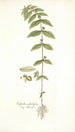 Euphorbia pilulifera - Nikolaus Joseph Freiherr von Jacquin | Reproduction — vista dell’opera