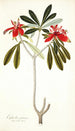 Euphorbia punicea - Nikolaus Joseph Freiherr von Jacquin — vista dell’opera