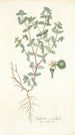 Euphorbia scordifolia - Nikolaus Joseph Freiherr von Jacquin | Reproduction — vista dell’opera