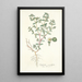 Euphorbia scordifolia - Nikolaus Joseph Freiherr von Jacquin | Reproduction — quadro incorniciato alla parete