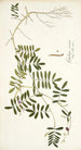 Galega cinerea - Nikolaus Joseph Freiherr von Jacquin — vista dell’opera