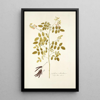 Nikolaus Joseph Freiherr von Jacquin - Galega ochroleuca.webp