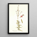 Gaura fruticosa - Nikolaus Joseph Freiherr von Jacquin — quadro incorniciato alla parete