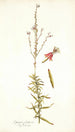 Gaura fruticosa - Nikolaus Joseph Freiherr von Jacquin — vista dell’opera