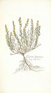 Genista hispanica - Nikolaus Joseph Freiherr von Jacquin — vista dell’opera