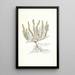 Genista hispanica - Nikolaus Joseph Freiherr von Jacquin — quadro incorniciato alla parete