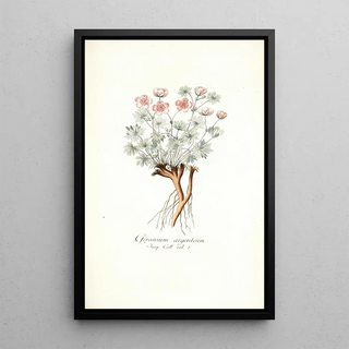 Nikolaus Joseph Freiherr von Jacquin - Geranium argenteum.webp