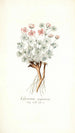 Geranium argenteum - Nikolaus Joseph Freiherr von Jacquin — vista dell’opera