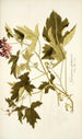Geranium glutinosum - Nikolaus Joseph Freiherr von Jacquin — vista dell’opera