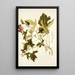 Geranium glutinosum - Nikolaus Joseph Freiherr von Jacquin — quadro incorniciato alla parete