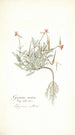Geranium ovatum - Nikolaus Joseph Freiherr von Jacquin — vista dell’opera
