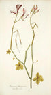 Geranium tetragonum - Nikolaus Joseph Freiherr von Jacquin — vista dell’opera