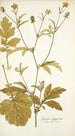 Geum aleppicum - Nikolaus Joseph Freiherr von Jacquin — vista dell’opera