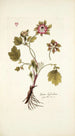 Geum hybridum - Nikolaus Joseph Freiherr von Jacquin — vista dell’opera