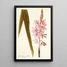 Gladioli iridifolii - Nikolaus Joseph Freiherr von Jacquin — quadro incorniciato alla parete