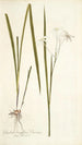Gladioli longiflori varietas - Nikolaus Joseph Freiherr von Jacquin — vista dell’opera