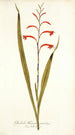 Gladioli meriani varietas - Nikolaus Joseph Freiherr von Jacquin | Reproduction — vista dell’opera