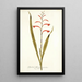 Gladioli meriani varietas - Nikolaus Joseph Freiherr von Jacquin | Reproduction — quadro incorniciato alla parete