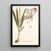 Gladioli tubati varietas - Nikolaus Joseph Freiherr von Jacquin — quadro incorniciato alla parete