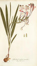 Gladioli tubati varietas - Nikolaus Joseph Freiherr von Jacquin — vista dell’opera