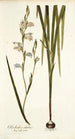 Gladiolus alatus - Nikolaus Joseph Freiherr von Jacquin — vista dell’opera