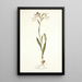 Gladiolus albidus - Nikolaus Joseph Freiherr von Jacquin — quadro incorniciato alla parete