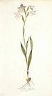 Gladiolus albidus - Nikolaus Joseph Freiherr von Jacquin — vista dell’opera