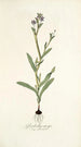 Gladiolus anceps - Nikolaus Joseph Freiherr von Jacquin — vista dell’opera