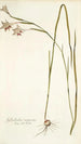 Gladiolus angustus - Nikolaus Joseph Freiherr von Jacquin — vista dell’opera