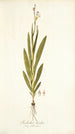 Gladiolus bicolor - Nikolaus Joseph Freiherr von Jacquin — vista dell’opera