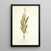 Gladiolus bicolor - Nikolaus Joseph Freiherr von Jacquin — quadro incorniciato alla parete