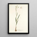 Gladiolus crispus - Nikolaus Joseph Freiherr von Jacquin — quadro incorniciato alla parete