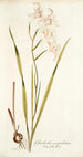 Gladiolus cuspidatus - Nikolaus Joseph Freiherr von Jacquin — vista dell’opera