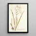 Gladiolus cuspidatus - Nikolaus Joseph Freiherr von Jacquin — quadro incorniciato alla parete